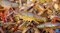 New Zealand fossil find redefines crayfish history, prehistoric ecosystems