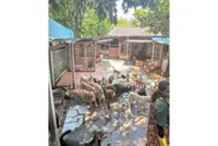 Over 700 dogs to lose home