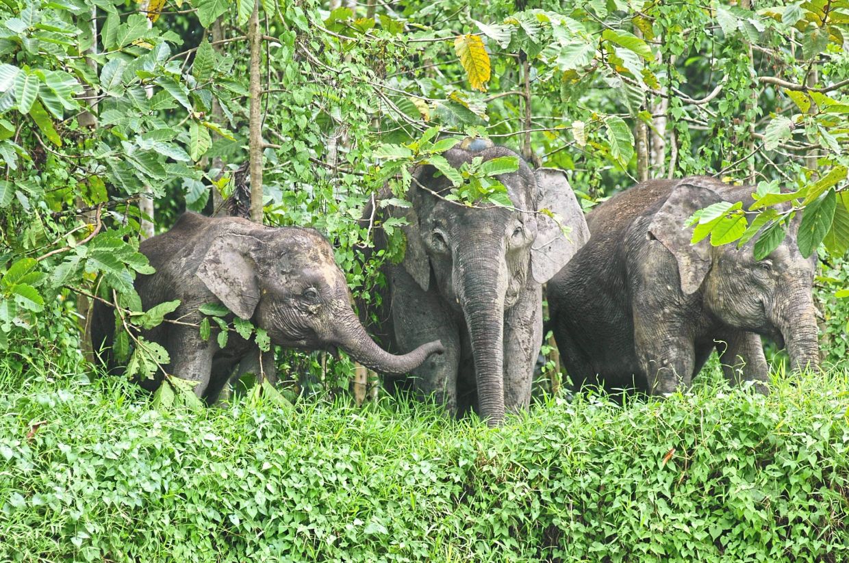 Three Bornean elephants in the underbrush.- Engelbert Dausip/WWF