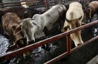 Cattle, buffaloes vaccinated to contain spread of haemorrhagic septicaemia