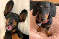 Dachshund rescued after 529 days on Australian island doing 'really well', rescuers say