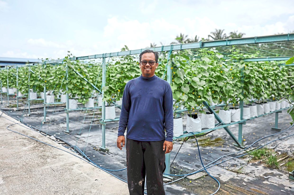 Mohammad Amril says the IoT technology enables farmers to control the fertilisation and irrigation process for cucumbers through an app. — Photos: Bernama