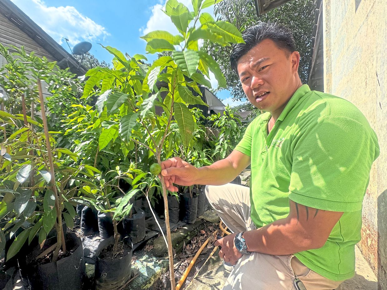 Lawrence, seen at his Sungai Buloh nursery, says there are certain limitations to commercialising the fruit.