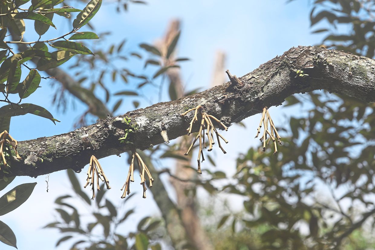 Barren branches: Empty durian flower stems seen after failing to become fruits, at an orchard in Balik Pulau. 