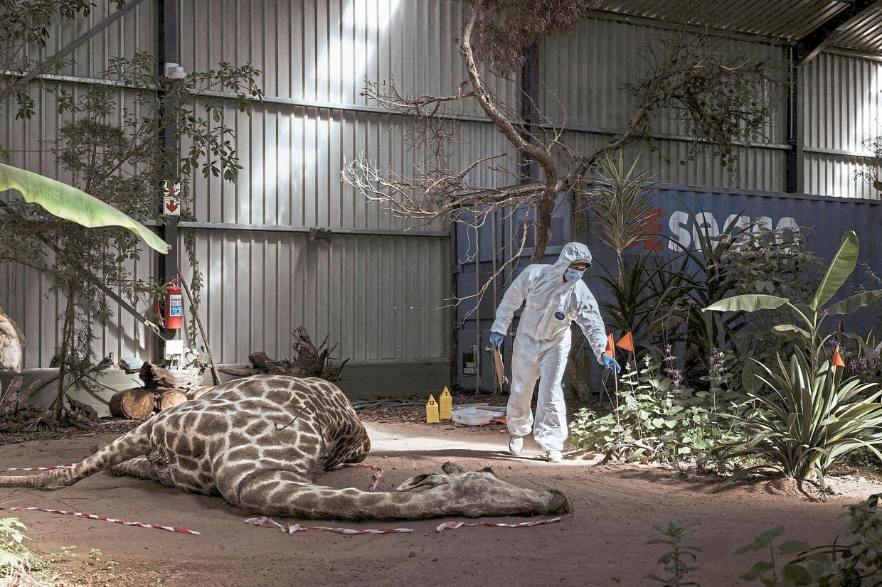 A student in hazmat suit moving around a taxidermised giraffe at the Wildlife Forensic Academy of the Buffelsfontein Game and Nature Reserve. — Photos: AFP