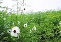 Two new kenaf varieties with higher yields developed