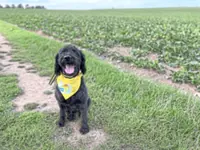 Dog Talk: What it's like to be a dog owner when your heart isn’t really in it