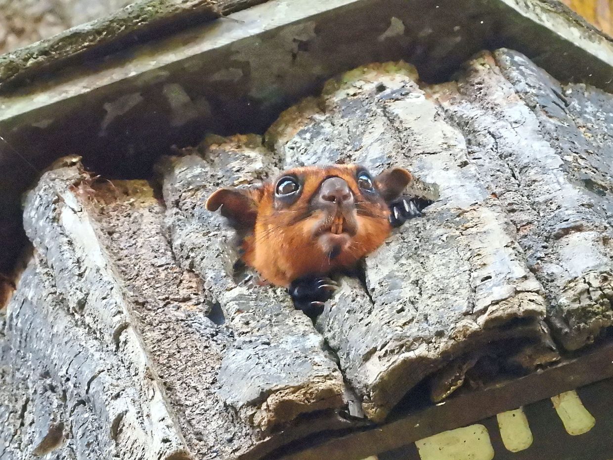The Red Giant Flying Squirrel looking out from its box.
