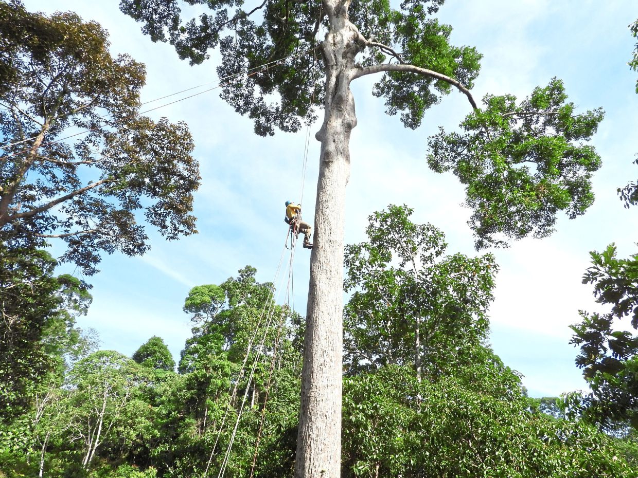 Mohd Sahlan ascending a 30m high Parashorea malaanonan tree at the centre in Sepilok, Sabah.