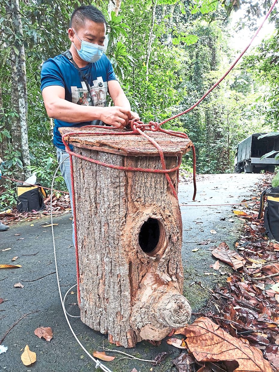 An artificial hornbill nest ready for installation.