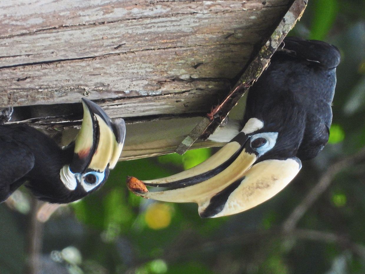 A pair of Oriental Pied Hornbills enjoying their nest.