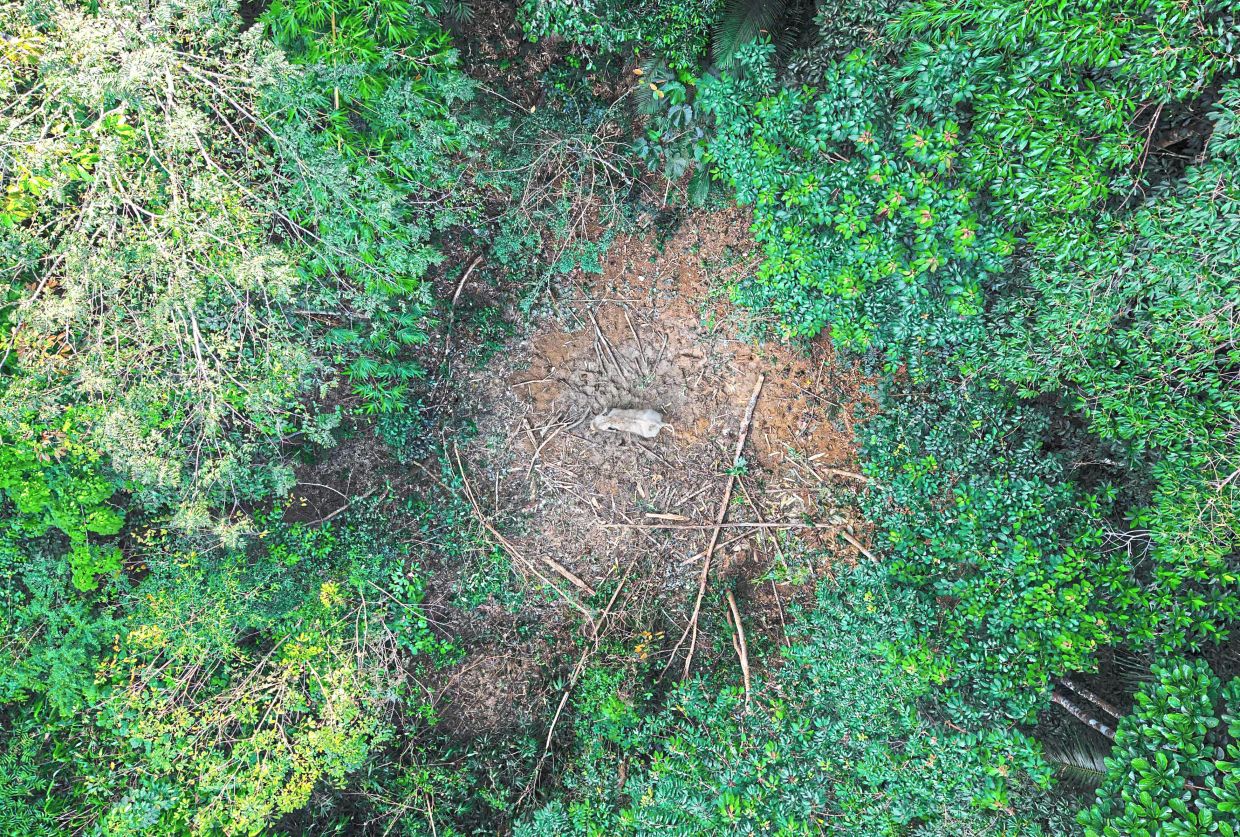 Above: Wild elephants are frequently reported damaging crops and villagers’ property in Gerik, sparking concerns.Left: Perhilitan personnel relocating an elephant at Kampung Orang Asli Talang, Pos Perwor in Sungai Siput. — Photos: Bernama