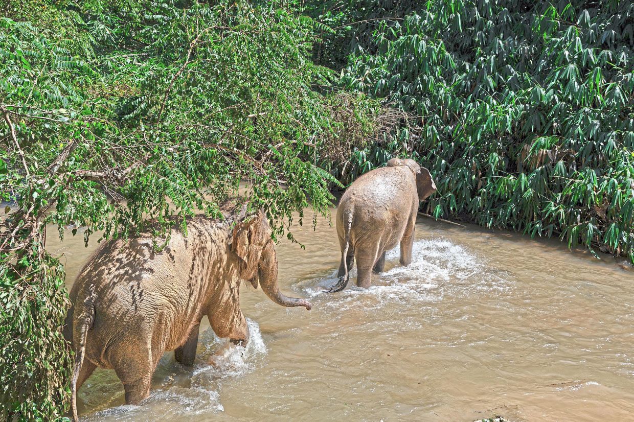 Wild elephants spotted crossing a river near the East-West Highway.