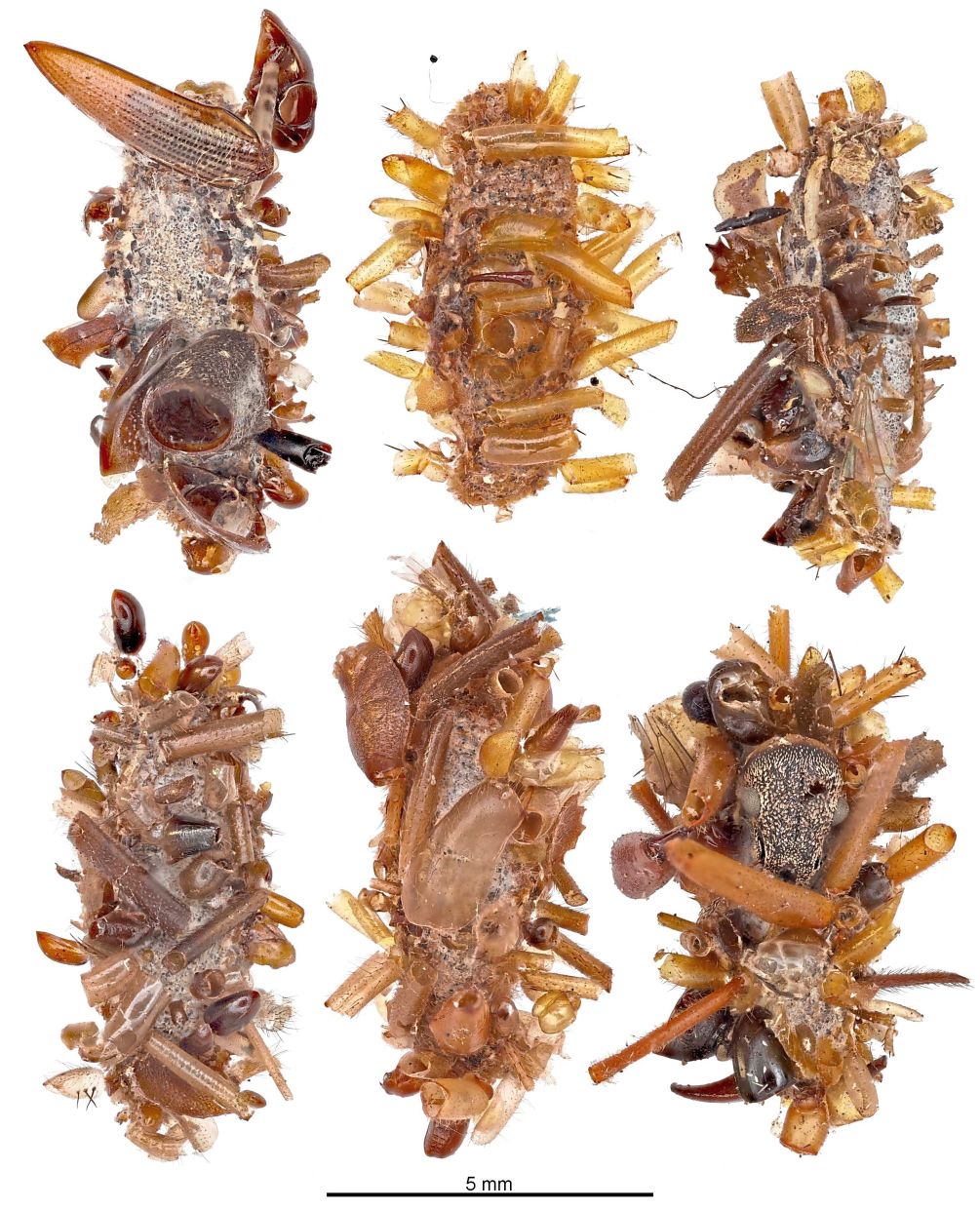 Six specimens of the ‘bone collector’. — University of Hawaii