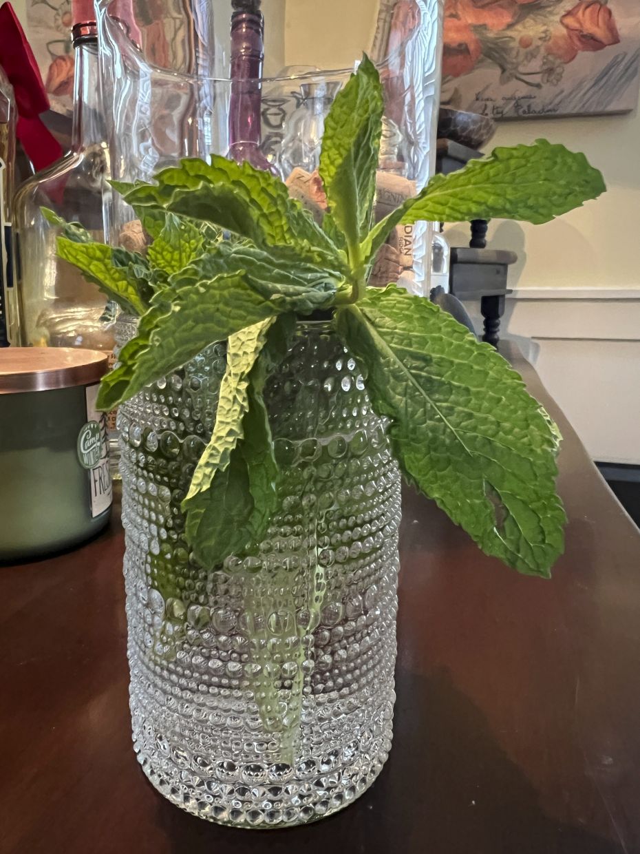 Mint stems keeping fresh in a glass of water. — Photo: Jessica Damiano via AP