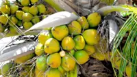 Sending coconuts to China lauded