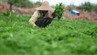 Halt Tringkap vegetable farm project, Pahang govt urged