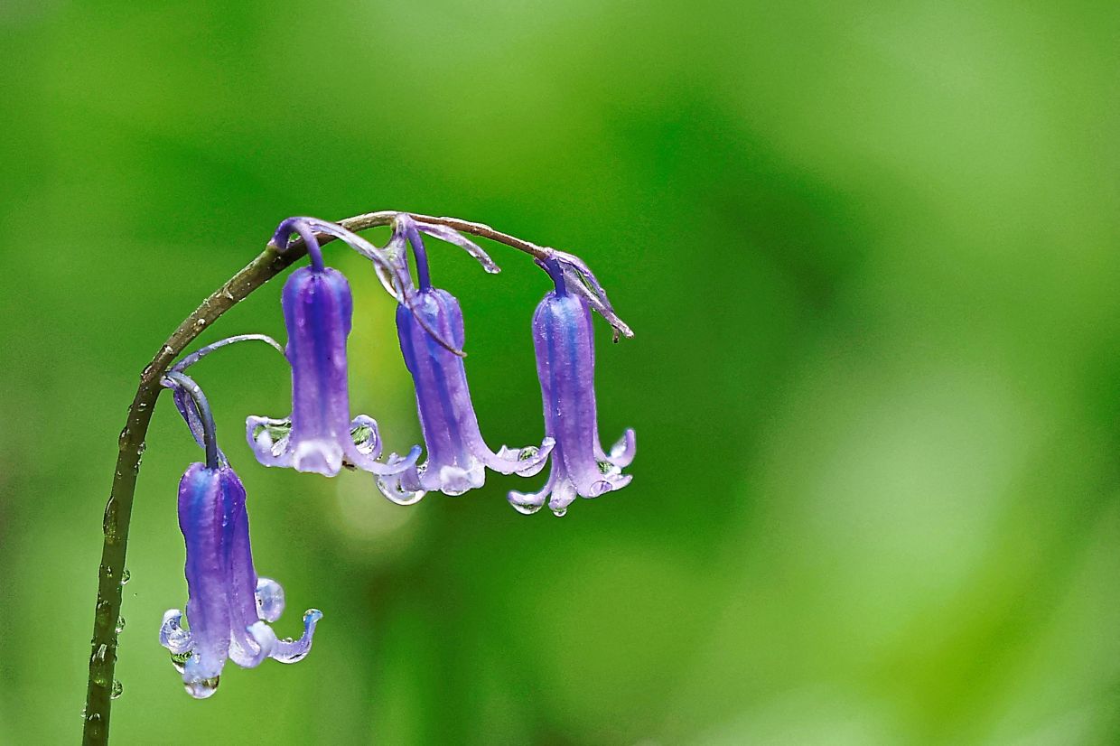 In many countries, spring is a good time to de-stress, especially when flowers like the bluebells are blooming.
