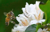 Coffee bean pricing perks up prospects for farmers