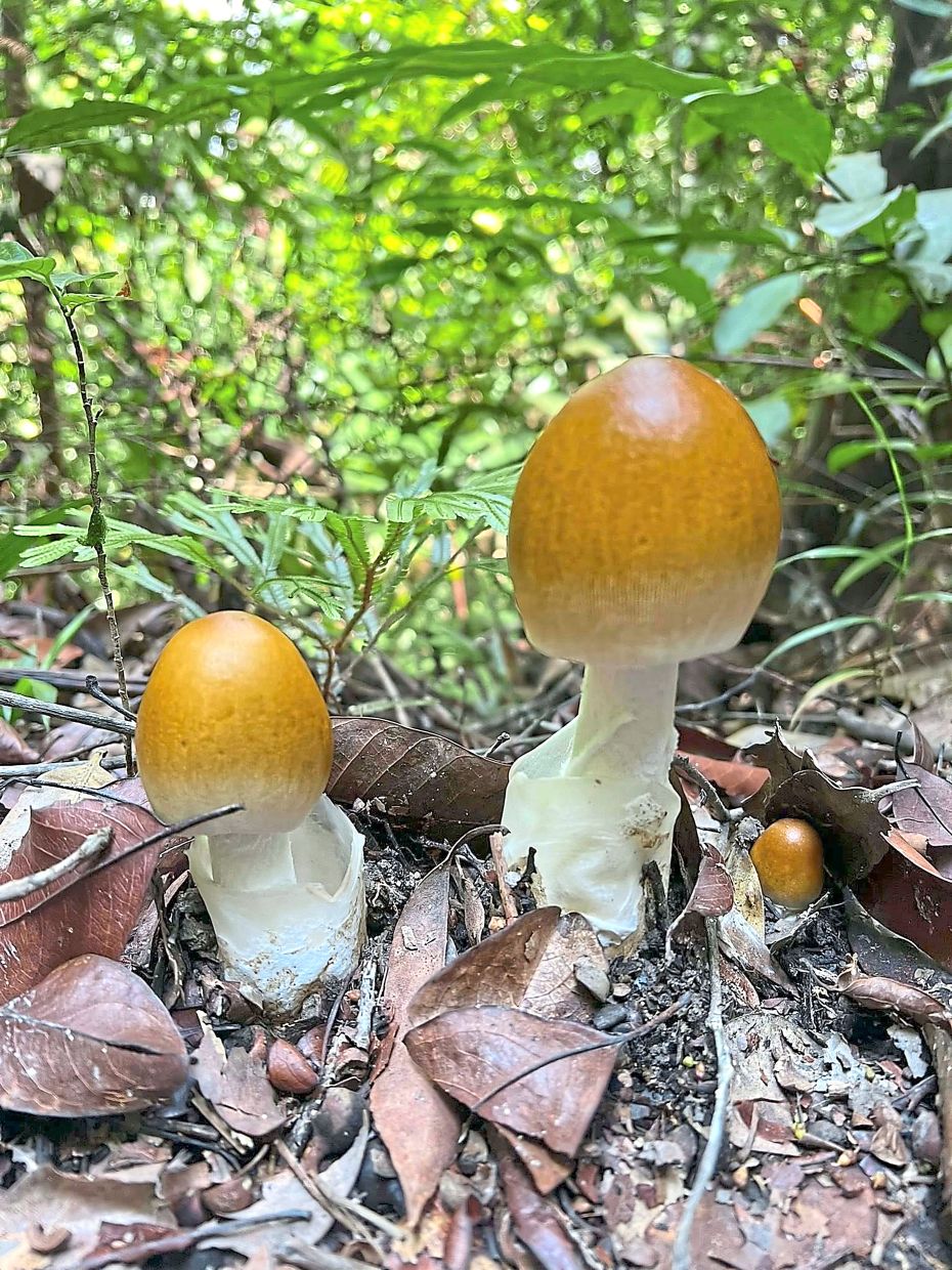 Knee pads, gloves and elbow pads will make photographing these 1cm-tall jungle mushrooms a lot easier.