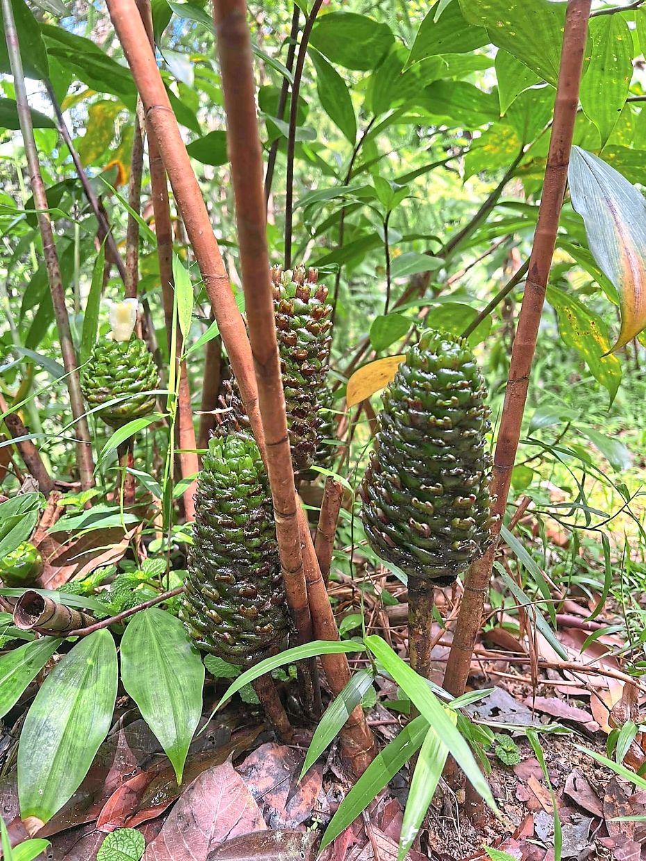 Newly sprouted zingiber shoots, a species botanically called a true ginger.