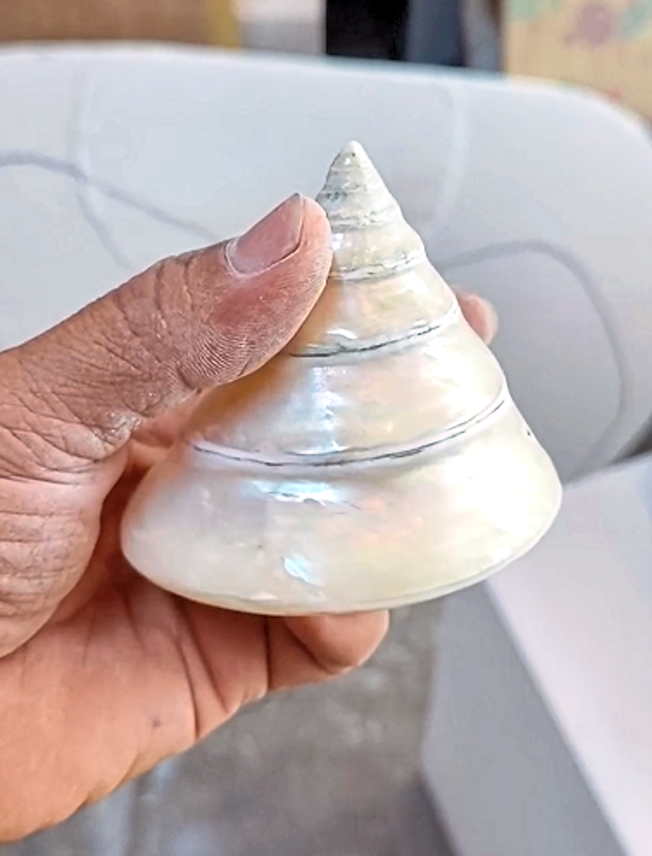 打磨托架的贝壳露出厚实的珍珠母亲，可用于制作时尚配饰。