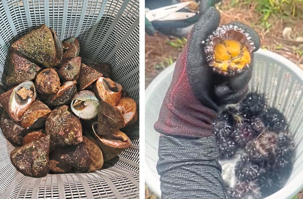 （从左）在海底，Trochus贝壳伪装得很好。戴上手套，并用坚固的剪切片剪掉海胆的刺和壳的底部，以露出它们美味的黄色性腺。