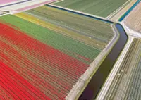 Tulips with a whiff of pesticides?