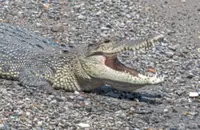 QuickCheck: Was an almost half-ton crocodile captured in Johor?