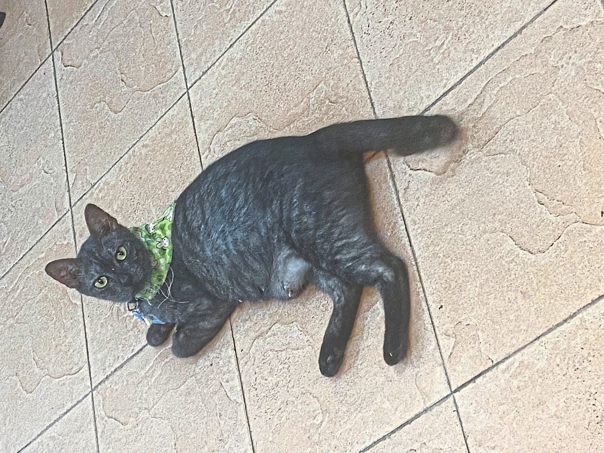 Ayu Ting Ting, the stray cat that the writer came across, that is being looked after by a kind eatery in Shah Alam. — Photos: SUZIANAH NHAZZLA ISMAIL