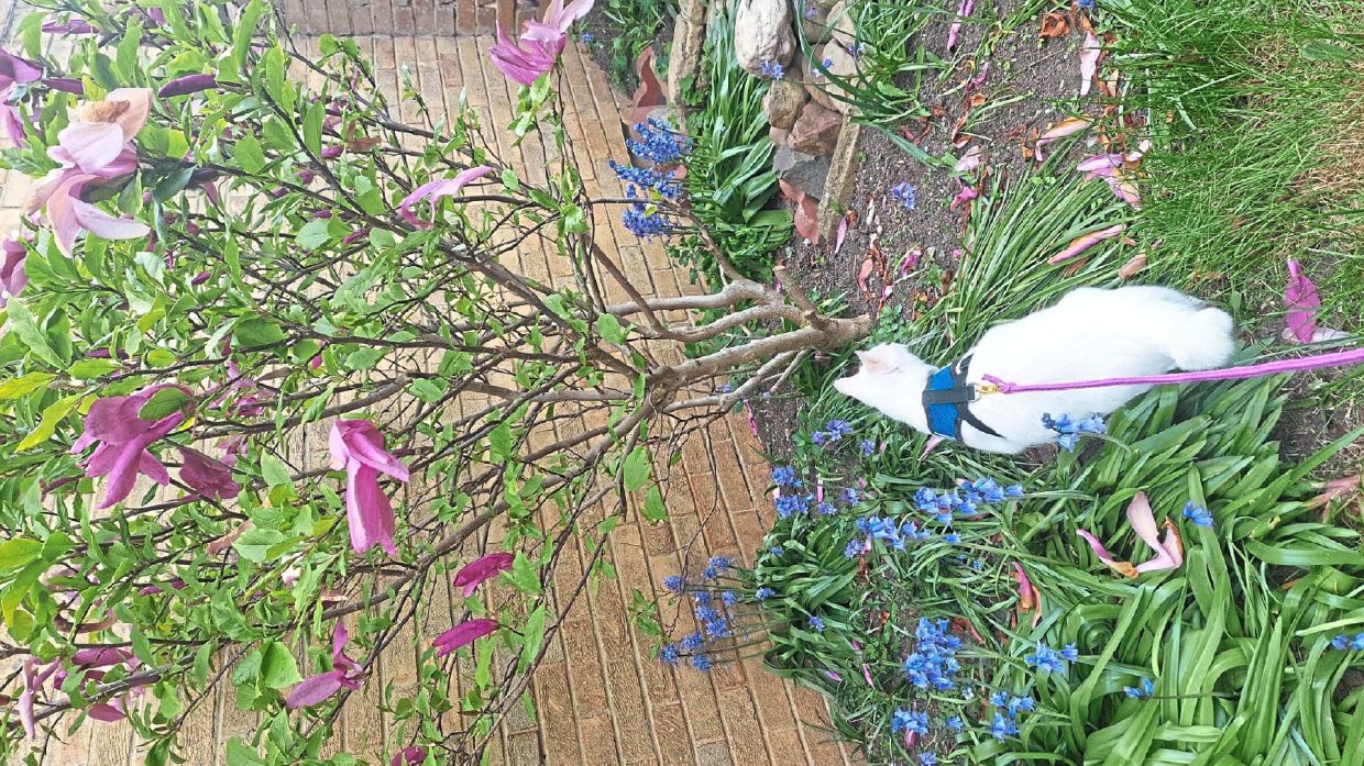 Tic Tac loves her magnolia tree.