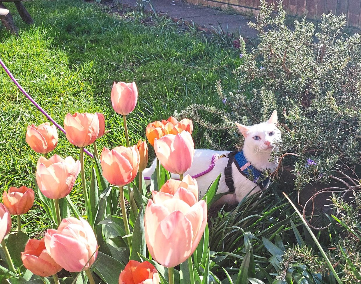 Strolling through the flower bed.