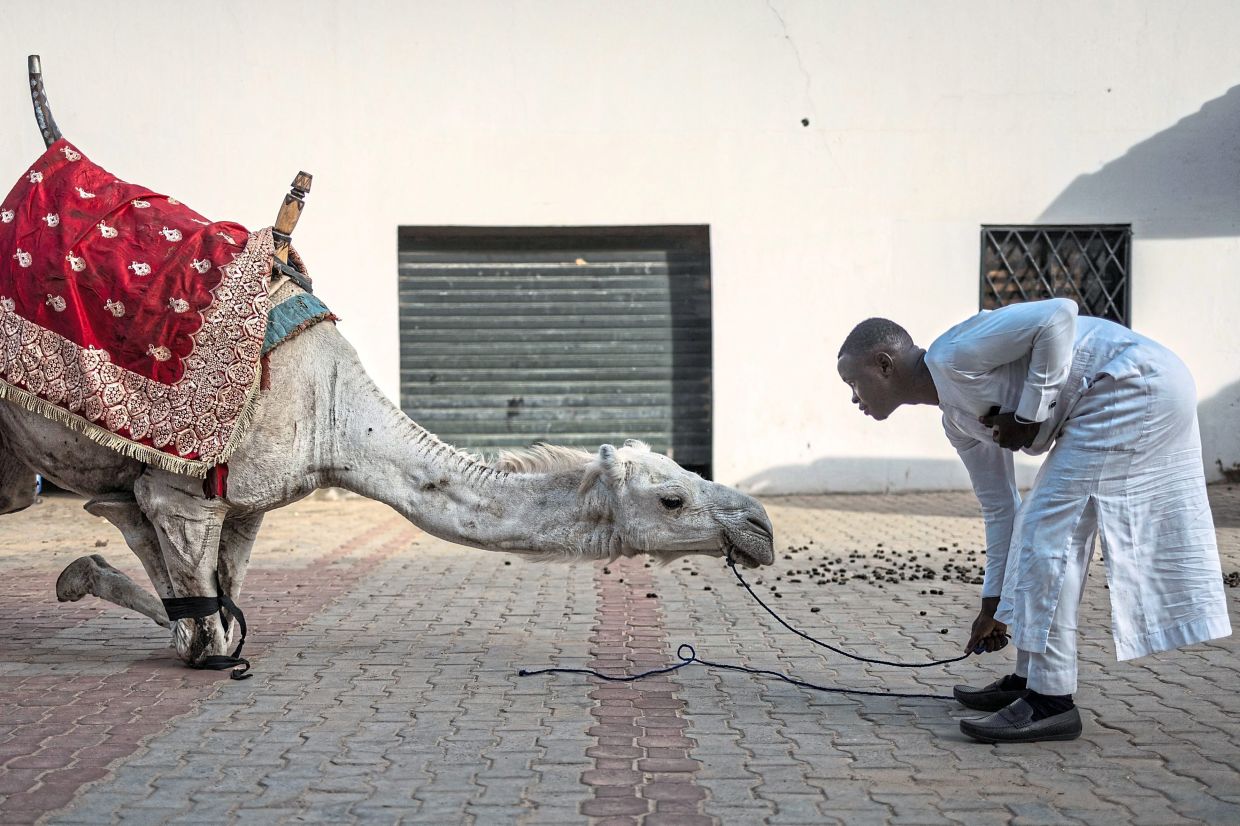 A royal camel driver making a camel lie down at the residency of the Emir of Dutse before the Durbar horse procession, in Dutse. — AFP