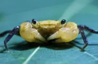 QuickCheck: Have they discovered a new vampire crab on Gunung Jerai?