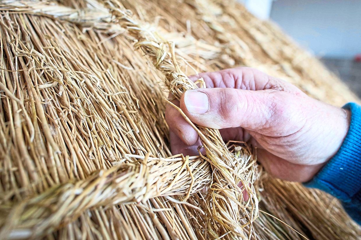 Lafferty showing a thatching rope; and a closeup of a thatching rope. — AFP