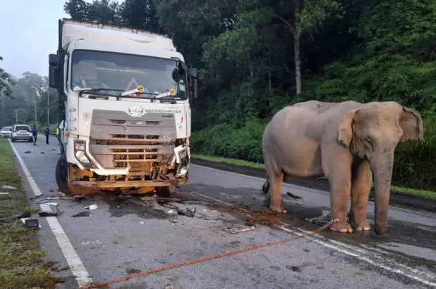 Calls for more wildlife protection measures after elephant tragedy | The Star