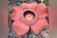 Hope blooms for villagers with Rafflesia trail