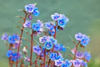 US woman transforms trash patch into a fragrant habitat garden