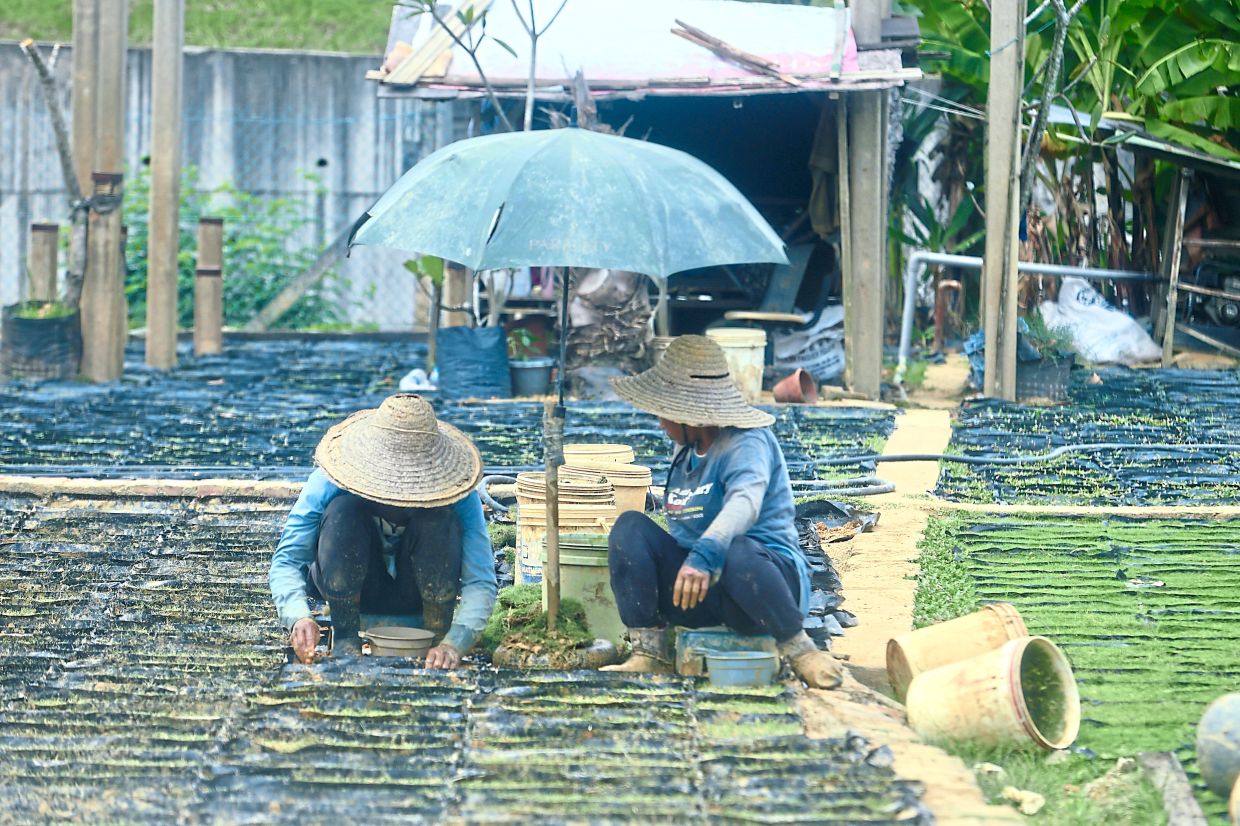 Decreasing UV ray exposure through wearing hats and clothes that cover most of the body, as well as using umbrellas and sunscreen, are some of the precautions SLE patients need to take to prevent their disease from getting worse. — FAIHAN GHANI/The Star