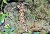 New gecko species discovered in Hainan