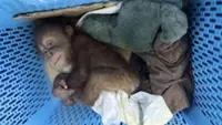Thai police rescue two baby orangutans and arrest a trafficking suspect