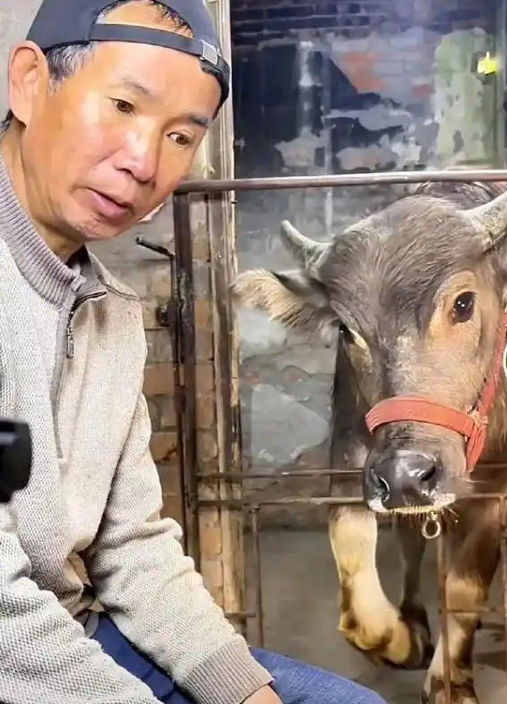 Luo’s online videos about raising cattle have attracted tens of thousands of followers to his social media account. Photo: Baidu