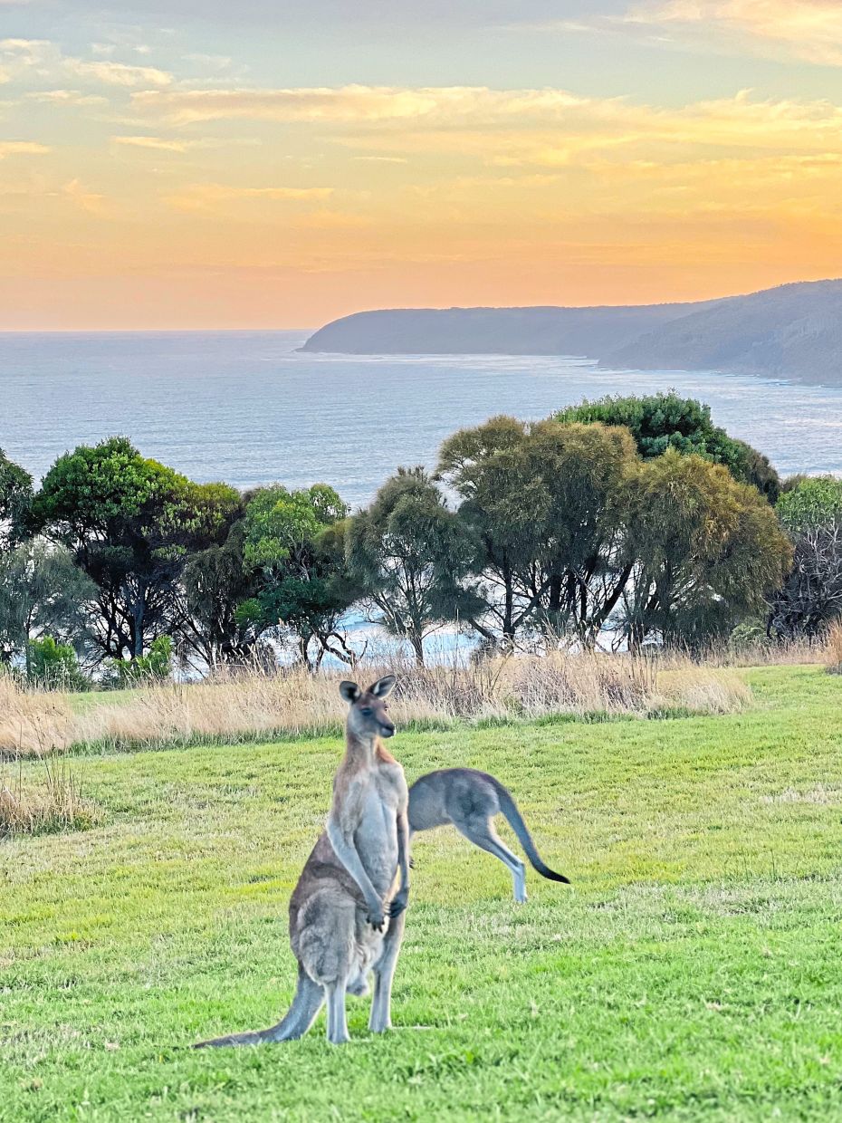 There’s no better place to learn about native Australian animals than at Wildlife Wonders.