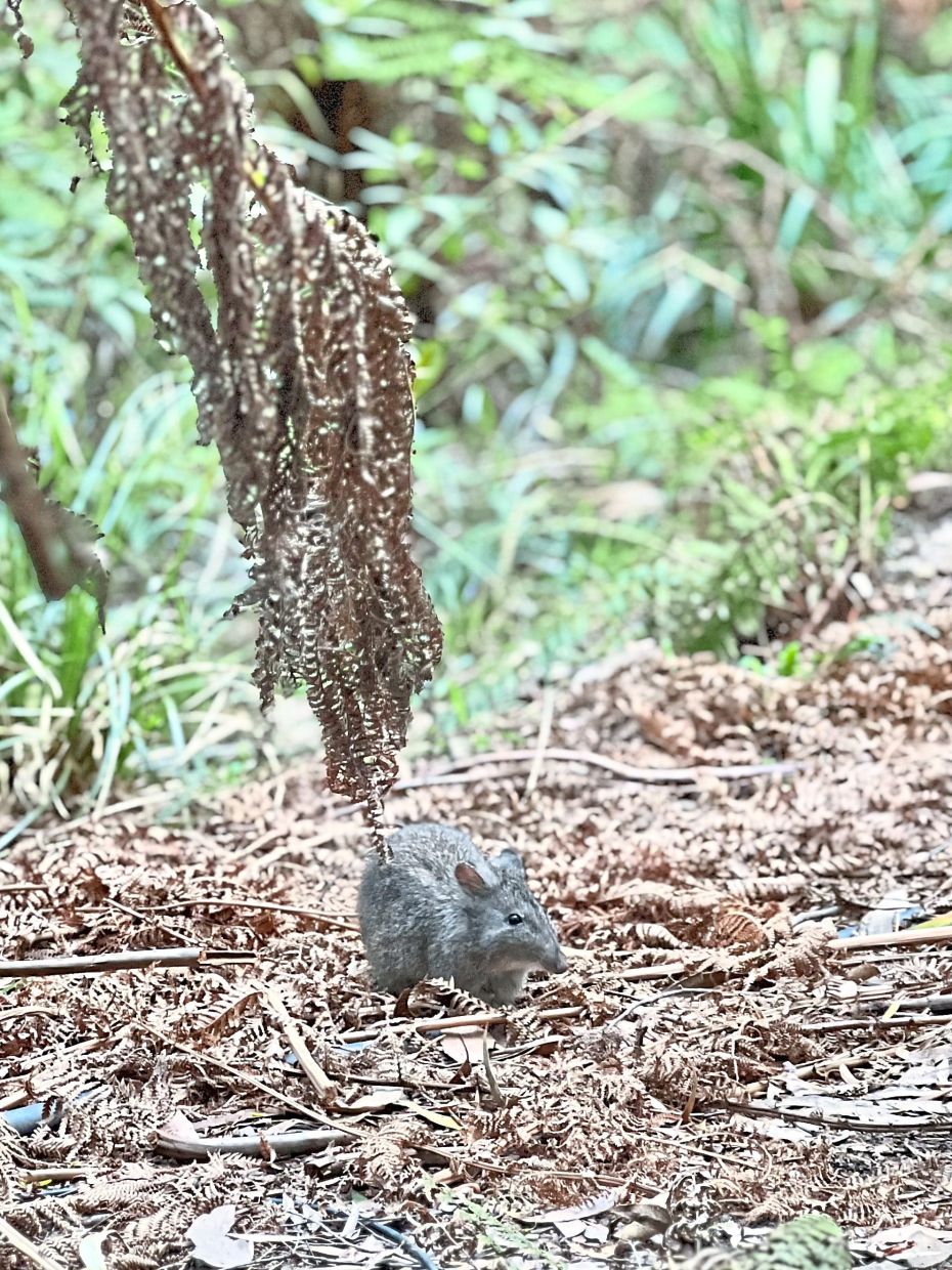 Spot some adorable potoroos at Wildlife Wonders.