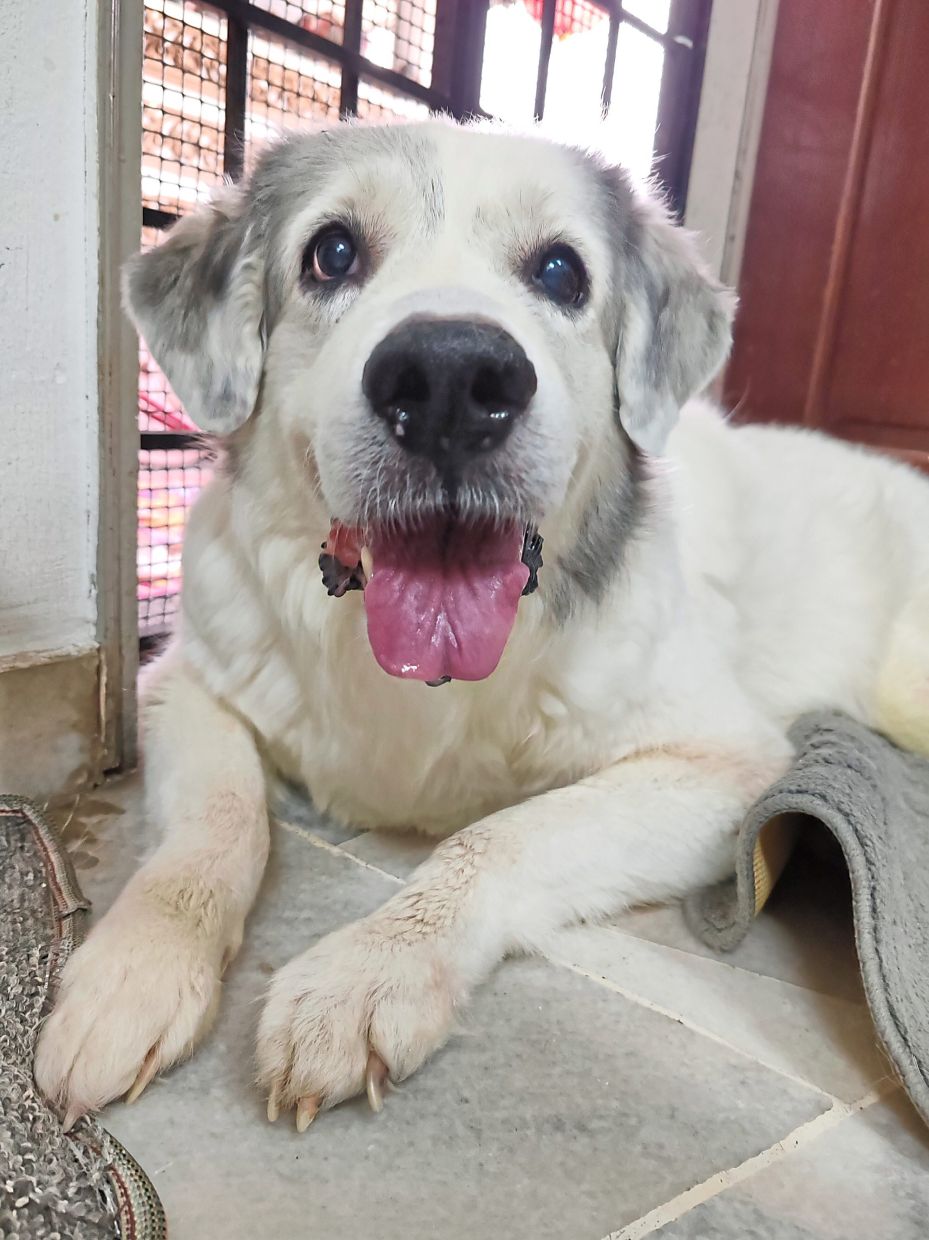 Big dogs like Hestia are very senior at age 12.