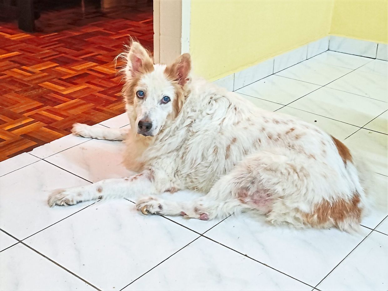 Lizzie has turned from vibrant brown to latte with age.