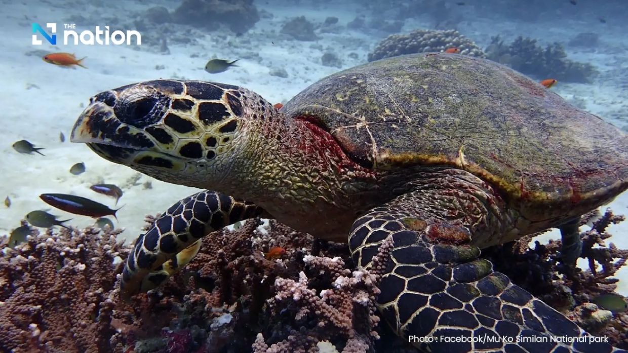 - Photo: Mu Ko Similan National Park/Facebook