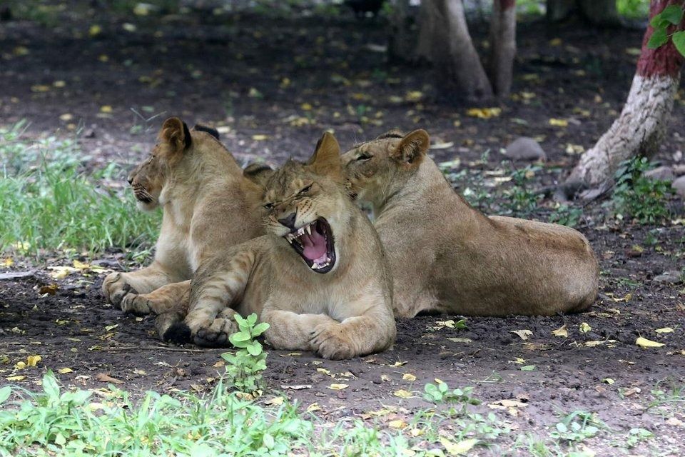 India’s lion population rises by a third
