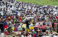 Illegal logging in rebel-held Congo threatens gorillas, alarms environmentalists