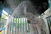 Elephants on 400-pill daily TB regimen